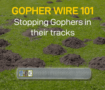 Gopher Wire 101: How It Works and Why It’s So Popular
