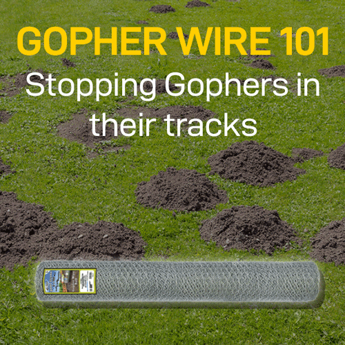 Gopher Wire 101: How It Works and Why It’s So Popular