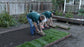 rolling sod on gopher wire