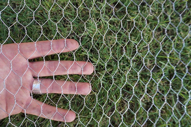 Hot Dipped Galvanized Chicken Wire