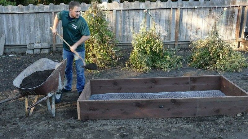 Man shoveling soil into wheelbarrow next to raised garden bed lined with gopher wire mesh
