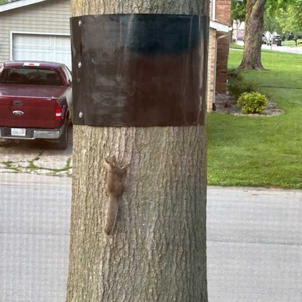 Tree Baffle Wrap Around Squirrel Baffle for Trees — Mainline Materials