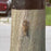 Power Pole Squirrel Guard