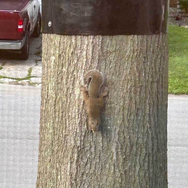 Power Pole Squirrel Guard