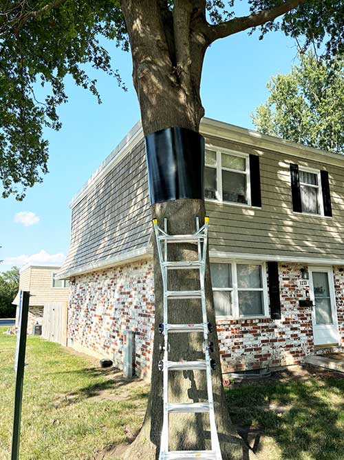 Wrap Around Squirrel Baffle for Trees — Mainline Materials