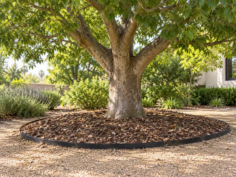 Tree root barrier for Camphor Tree