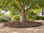Tree root barrier for Camphor Tree