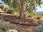 California Eucalyptus Tree with HDPE Tree Ring Barrier