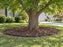 Maple Tree Root Barrier