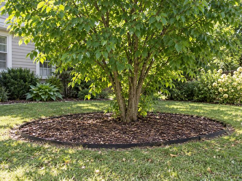 Tree Containment in Front Yard