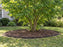 Tree Containment in Front Yard