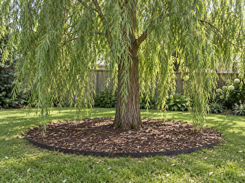 Weeping Willow with HDPE root barrier