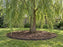 Weeping Willow with HDPE root barrier