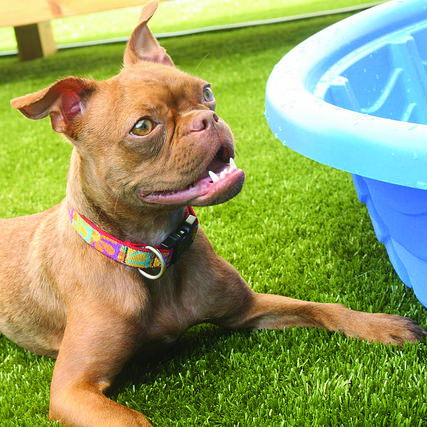 K9Grass Lite Artificial Grass for Dogs