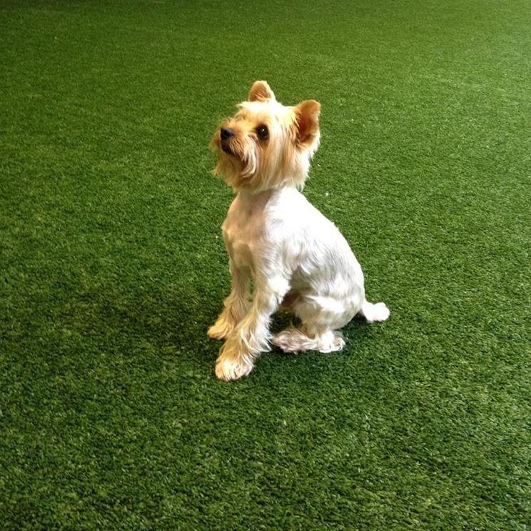 K9Grass Lite Artificial Grass for Dogs