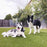 K9Grass Lite Artificial Grass for Dogs