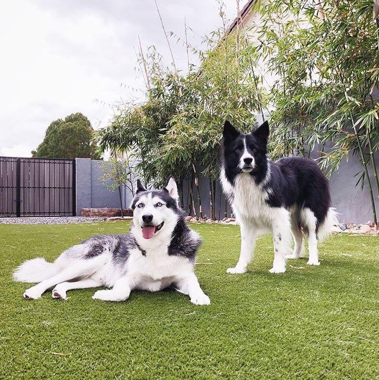 K9Grass Classic Artificial Grass for Dogs