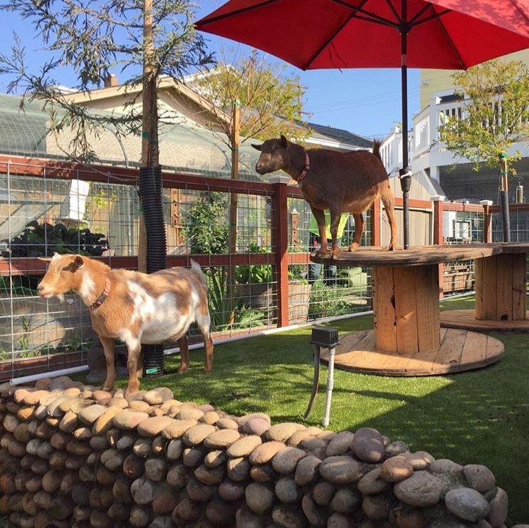 K9Grass Lite Artificial Grass for Dogs