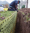 Septic Tank Root Barrier
