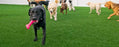 K9Grass Lite Artificial Grass for Dogs