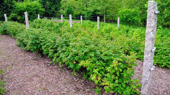 Raspberry Barriers Raspberry Root Barrier - 18